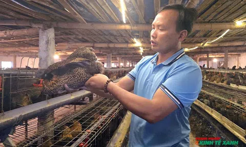 Nuôi gà ác đẻ trứng, nông dân Hải Phòng thu lãi gần 1 tỷ đồng mỗi năm