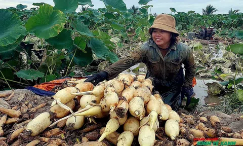 “Cứu cánh” cho hàng trăm ha ruộng sâu trũng bị bỏ hoang tại Hải Phòng