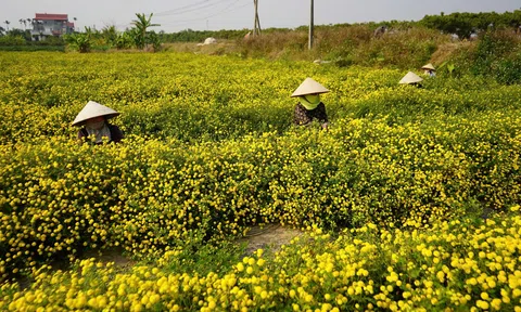 Mùa hoa cúc chi ấm no ven sông Luộc