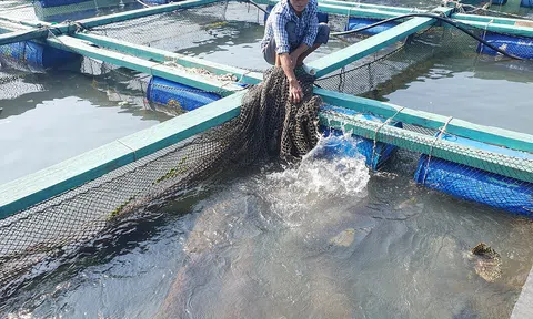 Ấm no nhờ nuôi cá lồng bè trên vịnh Cát Bà