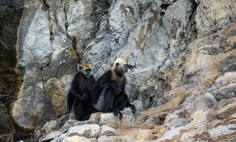 Gìn giữ, bảo tồn loài voọc quý hiếm ở Vườn quốc gia Cát Bà