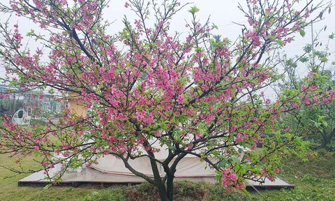 Kỳ công đưa hoa anh đào Nhật Bản về trồng trên đất Cảng