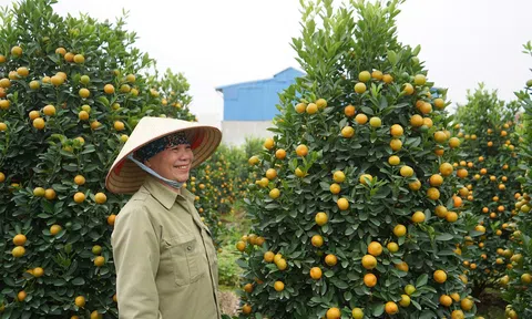 Hải Phòng: Tết vui tại vùng trồng quất cảnh Minh Kha