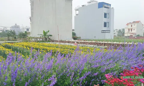Sắc xuân tại làng hoa nổi tiếng của Hải Phòng