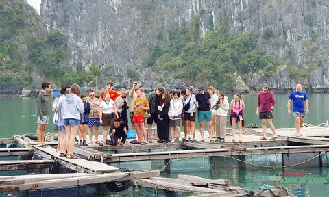 Nơi lưu giữ nguồn gen hải sản quý trên vịnh Lan Hạ