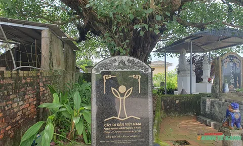 Độc lạ “thần mộc” hơn 1.500 tuổi tại Hải Phòng