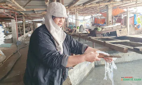 Mùa “vàng trắng” về trên biển Đồ Sơn