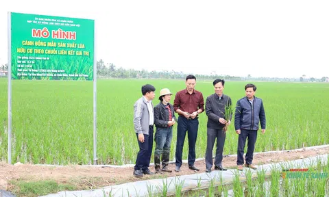 Giảng viên bỏ giày lội đồng để “giải cứu” ruộng đất bỏ hoang