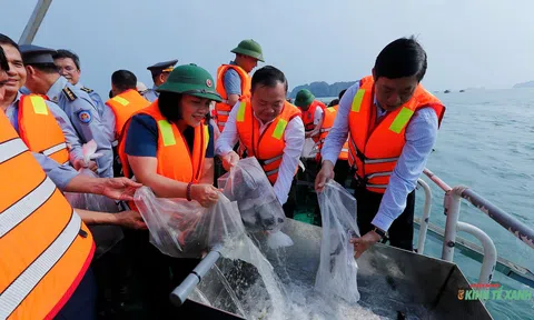 Thả hơn 1,3 triệu con giống thủy sản vào vùng nước tự nhiên đảo Cát Bà