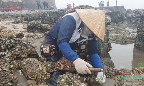 Mưu sinh bằng nghề gõ hà đá ở vùng biển Đồ Sơn