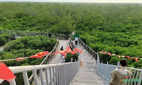 Cánh rừng ngập mặn gần 400 ha ở Hải Phòng: “Tấm lá chắn” trước thiên tai và tạo sinh kế bền vững, lâu dài