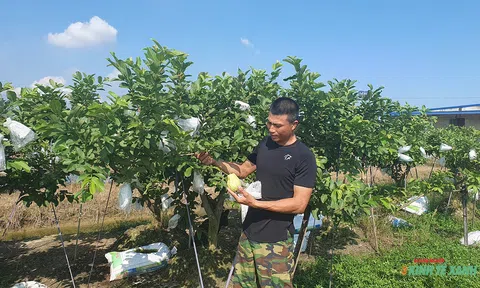 Ổi ngọt trên vùng đất cằn Vĩnh Bảo (Hải Phòng)