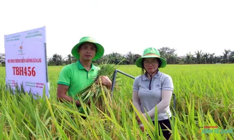 Kỳ vọng giống lúa mới trên cánh đồng Vĩnh Hải (Hải Phòng)