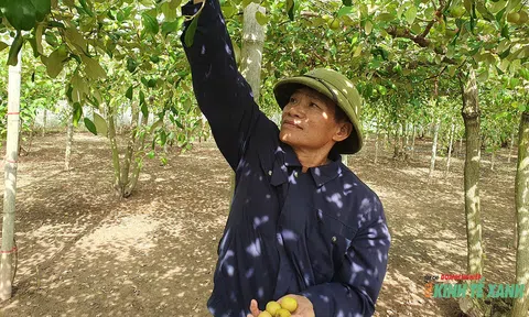 Nắm “bí quyết” giúp táo ra 2 vụ, nông dân phường Nam Đồ Sơn (Hải Phòng) thu nhập tiền tỷ mỗi năm