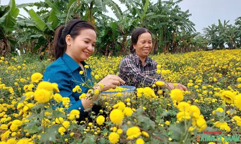 Nữ giám đốc HTX giúp nâng tầm nông sản quê hương
