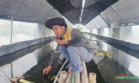 Mô hình nuôi ốc bươu đen “giải cứu” ruộng đất bỏ hoang