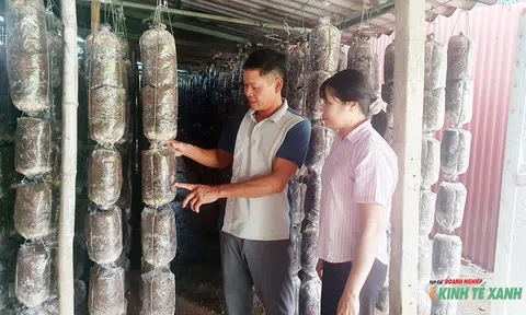 Sung túc nhờ gắn bó với mô hình trồng nấm