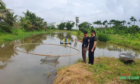 Đưa tôm càng xanh về định cư trên đất Cảng