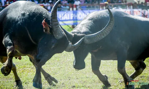 Bảo tồn, gìn giữ Di sản văn hóa phi vật thể Lễ hội chọi trâu Đồ Sơn - Bài 1: Chuyện lạ ở đình Bàng La