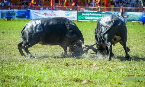 Bảo tồn, gìn giữ Di sản văn hóa phi vật thể Lễ hội chọi trâu Đồ Sơn - Bài 2: Cuộc chơi bạc tỷ