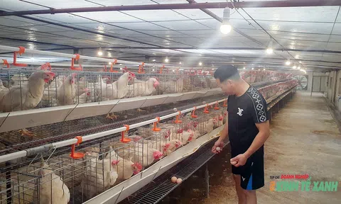 Gà “quý tộc” ăn no, nghe nhạc thư giãn đẻ trứng sòn sòn