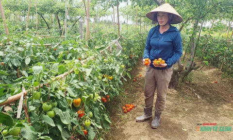 Đặc sản cà chua ngon ngọt trên đất muối Đồ Sơn