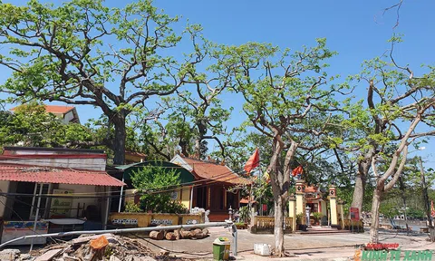 Độc đáo quần thể cây gạo cổ thụ tại ngôi đền nổi tiếng linh thiêng ở vùng ven biển Đồ Sơn