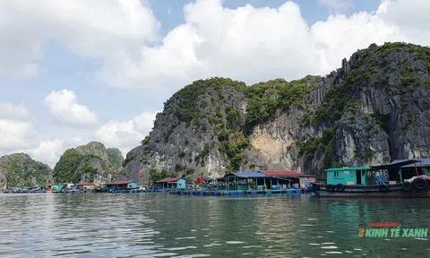 Người nuôi cá lồng bè ở Cát Bà khốn đốn vì đầu ra gặp khó, giá nguyên liệu tăng cao