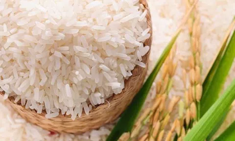 Gạo thơm và gạo chất lượng cao trở thành trụ cột trong xuất khẩu 2026