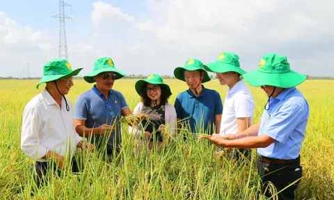 Phân bón 2Phong liên kết khuyến nông Cần Thơ thúc đẩy nông nghiệp xanh, giảm phát thải