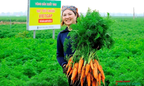 Chùm ảnh: Rộn ràng sắc màu đan xen mùa thu hoạch cà rốt tại xã Tuệ Tĩnh