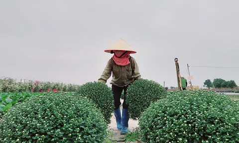 Sắc xuân trên vùng trồng cúc mâm xôi ở Hải Phòng