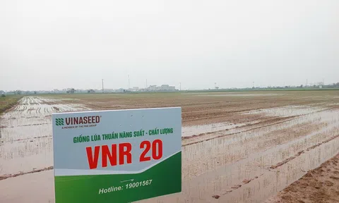 Lúa phát thải thấp “cú hích xanh” cho nông nghiệp Hải Phòng