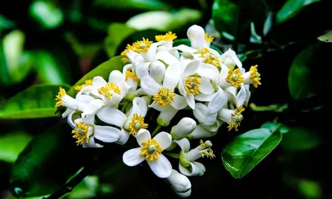 ​Mỗi mùa Xuân thơm lừng hoa bưởi