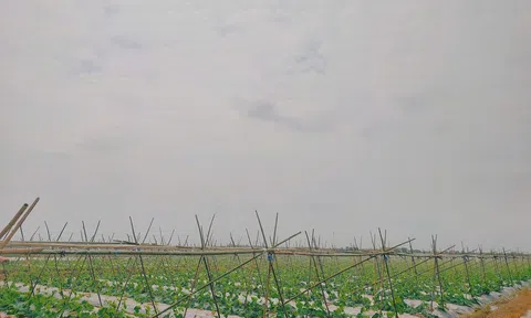 Hải Phòng nhân rộng mô hình sản xuất trồng trọt giảm phát thải khí nhà kính