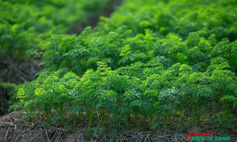 Hải Phòng: Khơi dòng "vàng xanh" từ những vùng trồng rau, củ sạch sau sáp nhập