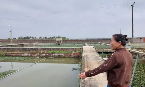 Lời giải từ những "vị khách" mai mềm trên đất Đại Sơn