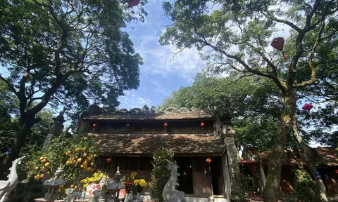 "Báu vật" xanh dưới chân đền Cao