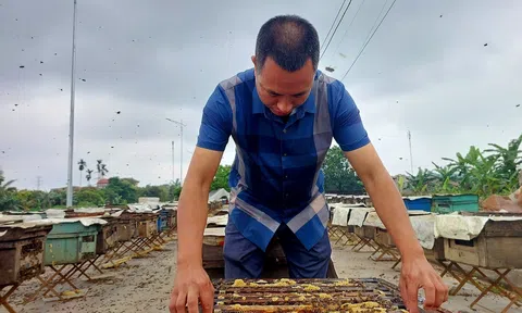 Mùa của những giọt “mật vàng” trên vùng đất vải