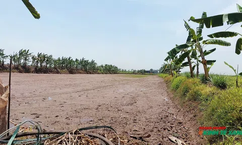​Hệ thống đê điều: “Đòn bẩy” nâng tầm vùng đặc sản rươi, cáy tại Kim Thành