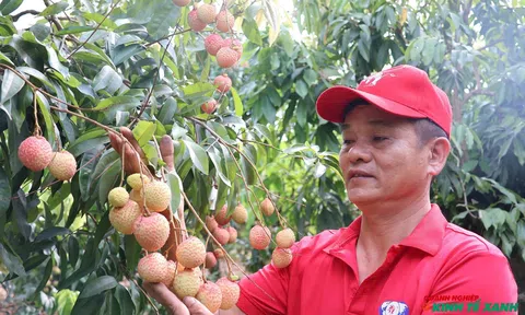Khi nông dân Thanh Hà làm nông nghiệp bằng tư duy toàn cầu