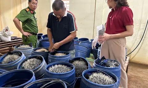Phát hiện cơ sở sản xuất giá đỗ sử dụng chất cấm tại Hải Phòng