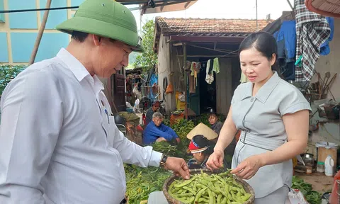 Người dân Bắc An Phụ phấn khởi khi đậu tương Cao Hùng 09 được mùa, giá ổn định
