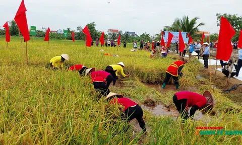 Ngày hội lúa rươi hữu cơ: Khẳng định giá trị kinh tế sinh thái bền vững tại Hải Phòng