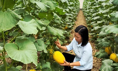 Vĩnh Lại (Hải Phòng): Sức bật kinh tế từ mô hình trồng dưa lưới trong nhà màng