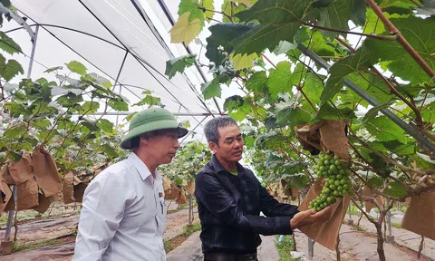 Trái ngọt "hồi sinh" sau bão dữ trên vùng đất bán sơn địa của Hải Phòng