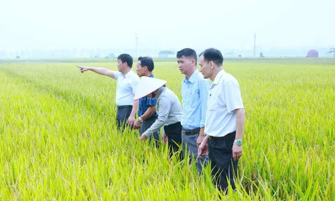 Phường Phạm Sư Mạnh (Hải Phòng): Thắng lớn vụ Chiêm Xuân, năng suất lúa bình quân đạt hơn 72 tạ/ha