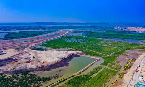 Ngắm khu rừng ngập mặn sẽ thành công viên sinh thái giữa đại công trường Hạ Long Xanh
