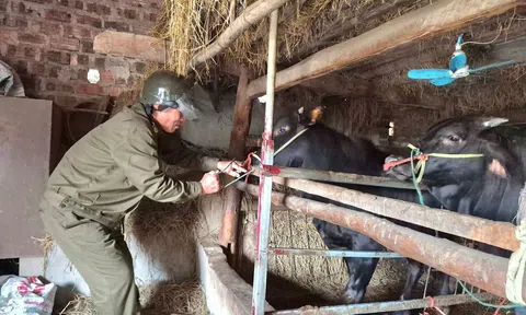 Hà Tĩnh: Chủ động phòng, chống dịch bệnh gia súc, gia cầm năm 2026