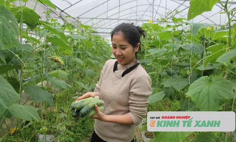 Trồng dưa chuột nhà màng - Sản phẩm chất lượng bán đắt hàng